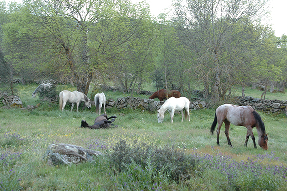 CABALLOS ITS (28)