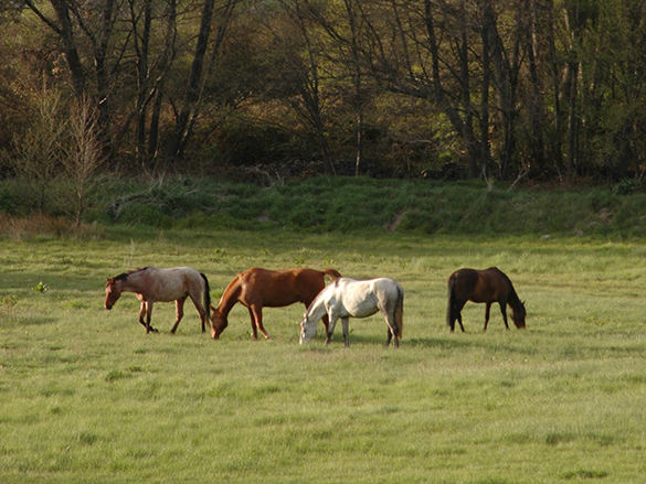 horse riding holiday spain
