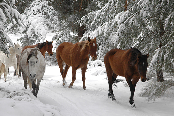 CABALLOS ITS (31)