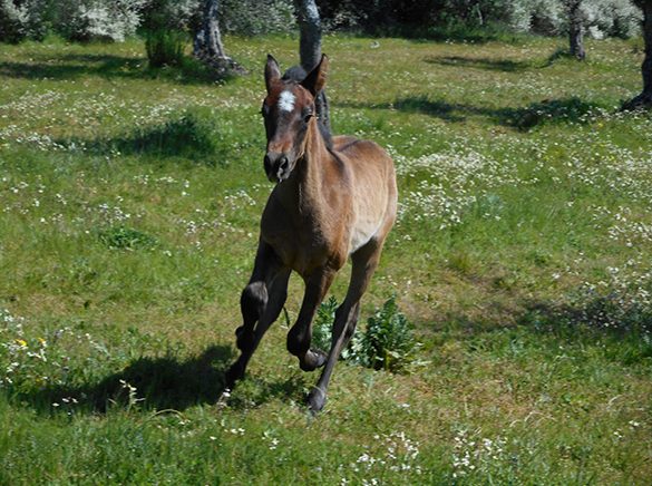 HORSES_STUD_BBREEDING FARM (24)