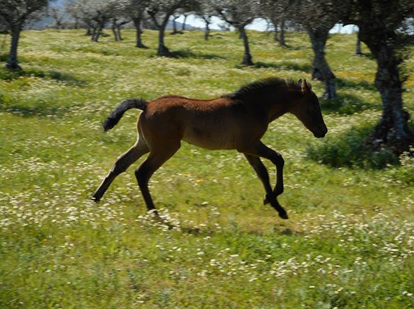 HORSES_STUD_BBREEDING FARM (25)
