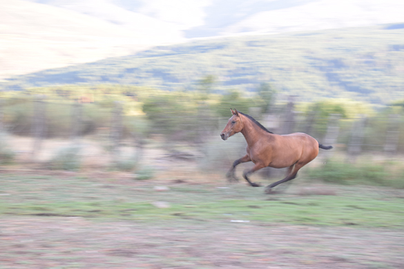 HORSES_STUD_BBREEDING FARM (9)
